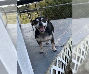 Rat-Cha Dogs for adoption in Pacolet, SC, USA