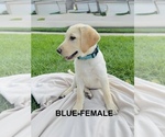 Small #11 Labrador Retriever