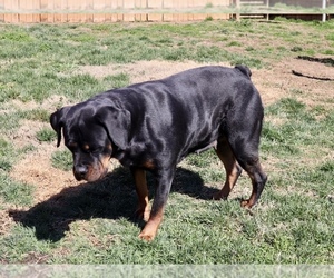 Mother of the Rottweiler puppies born on 04/21/2025