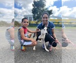 Small #3 American Foxhound Mix