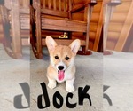 Puppy Puppy 7 Pembroke Welsh Corgi