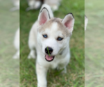 Small Photo #9 Siberian Husky Puppy For Sale in BRKN ARW, OK, USA