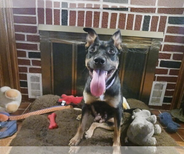 Medium Photo #6 Shepweiller Puppy For Sale in Mechanicsburg, PA, USA