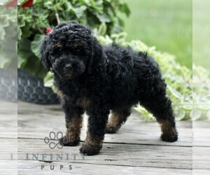 Goldendoodle (Miniature) Puppy for sale in RONKS, PA, USA