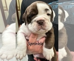Puppy Sprinkle Shih Tzu