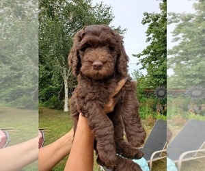 Goldendoodle Puppy for sale in CASTLE ROCK, WA, USA