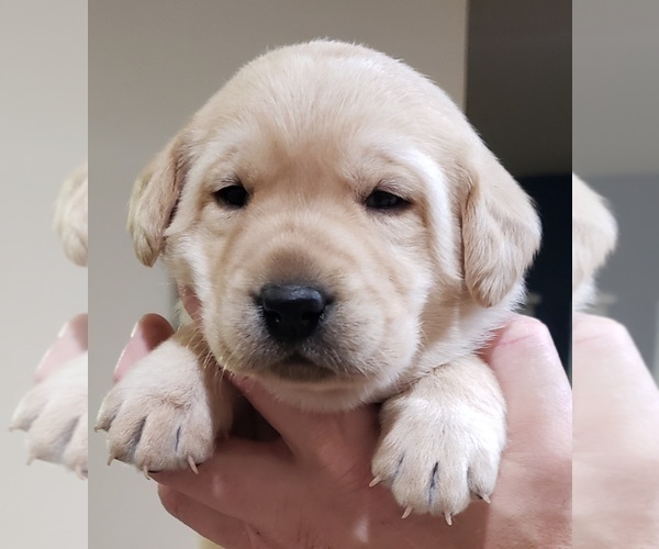 Medium Photo #45 Labrador Retriever Puppy For Sale in OLYMPIA, WA, USA