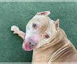 Small #1 American Pit Bull Terrier