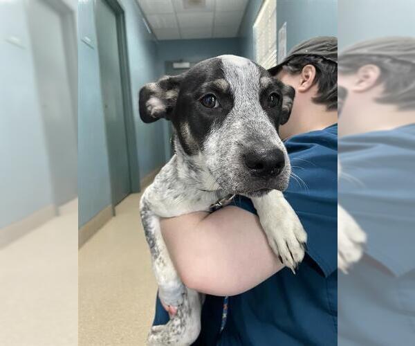 Medium Photo #1 Mutt Puppy For Sale in Woodbury, NY, USA