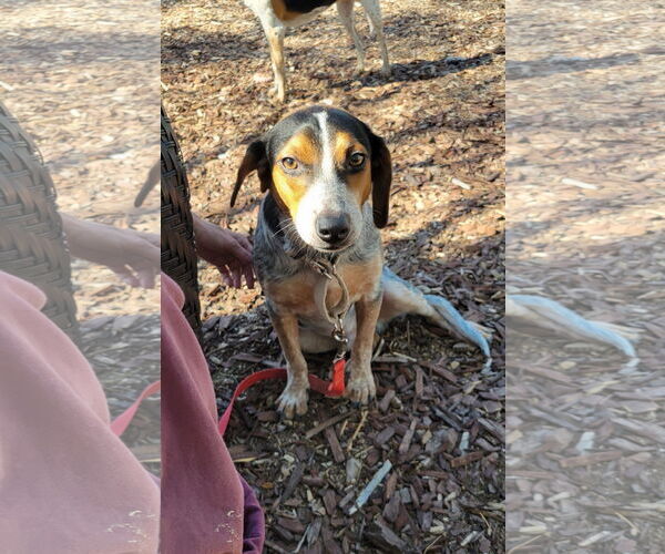 Medium Photo #5 Beagle Puppy For Sale in Las Vegas, NV, USA