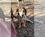 Small #4 Beagle