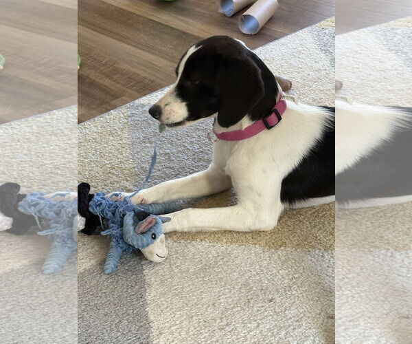 Medium Photo #2 Mutt Puppy For Sale in The Woodlands, TX, USA