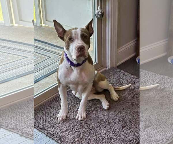 Medium Photo #6 American Staffordshire Terrier-Unknown Mix Puppy For Sale in Holly Springs, NC, USA