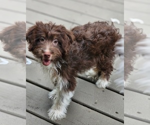 F2 Aussiedoodle Puppy for sale in INDIANAPOLIS, IN, USA