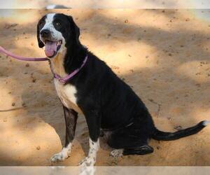 Mutt Dogs for adoption in Tallahassee, FL, USA