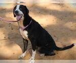 PIPER - Female Mutt Dog for Adoption - Small photo