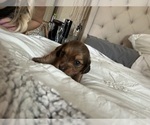 Small Photo #2 Dachshund Puppy For Sale in SAN DIEGO, CA, USA