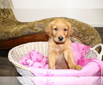Puppy Lavender Golden Retriever