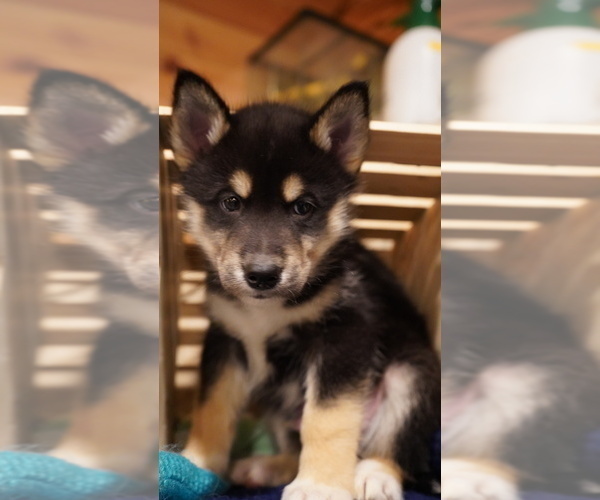 Medium Photo #6 Siberian Husky Puppy For Sale in FORT PLAIN, NY, USA