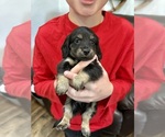 Image preview for Ad Listing. Nickname: Black and Tan