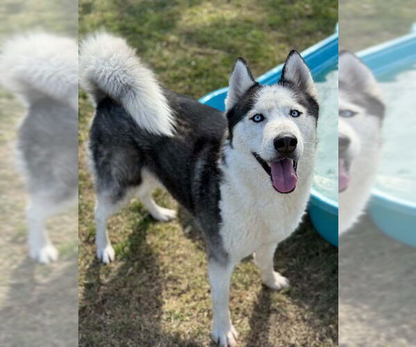 Medium Photo #2 Siberian Husky-Unknown Mix Puppy For Sale in Riverside, CA, USA