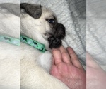 Small Photo #7 Pug Puppy For Sale in MINERAL RIDGE, OH, USA
