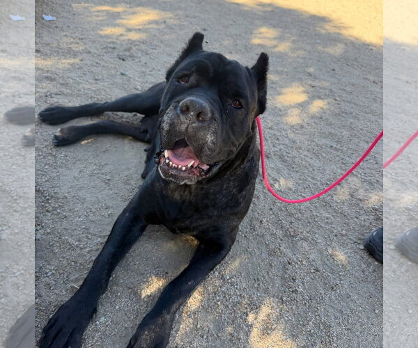 Medium Photo #1 Mutt Puppy For Sale in Goodyear, AZ, USA