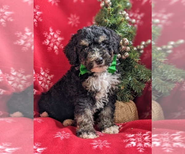 Medium Photo #1 Bernedoodle-Poodle (Standard) Mix Puppy For Sale in COCHRANVILLE, PA, USA