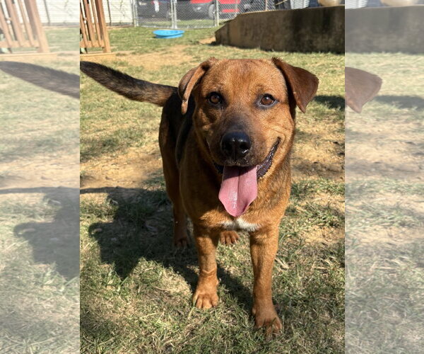 Medium Photo #1 Mutt Puppy For Sale in Wetumpka, AL, USA