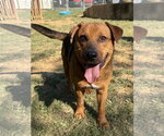 261288  Megatron - Male Mutt Dog for Adoption - Small photo