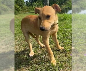 Labrador Retriever-Unknown Mix Dogs for adoption in Tarrytown, GA, USA