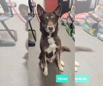 Small #2 Australian Kelpie-Huskies  Mix