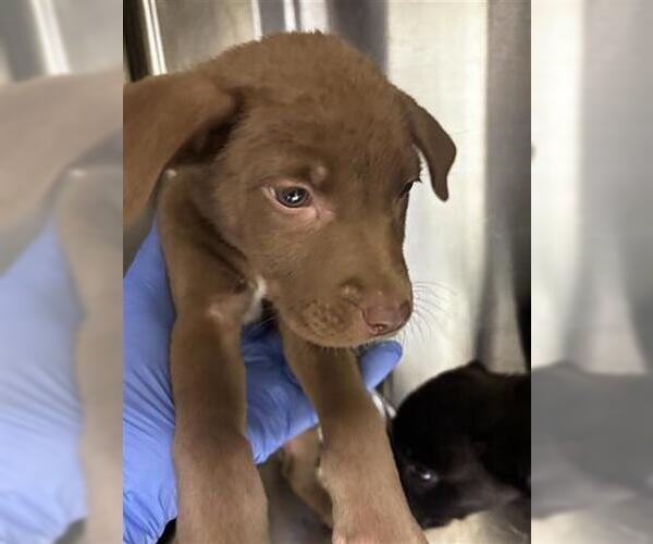 Medium Photo #1 Labrador Retriever Puppy For Sale in Houston, TX, USA