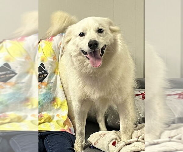 Medium Photo #4 American Eskimo Dog Puppy For Sale in Pikesville, MD, USA