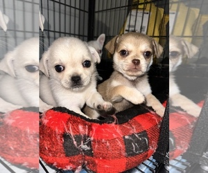 Cheeks Puppy for sale in PHILA, PA, USA