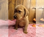 Small #1 Labrador Retriever