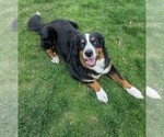 Small Photo #1 Bordernese Puppy For Sale in LATROBE, PA, USA