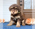 Small #2 Bernedoodle (Miniature)