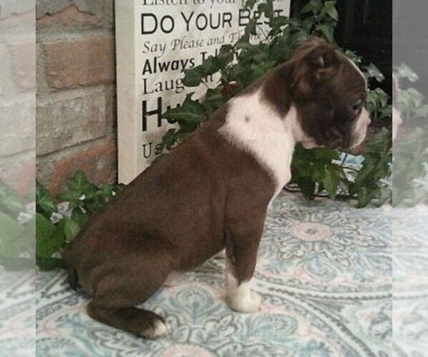 Medium Photo #4 Boston Terrier Puppy For Sale in HOT SPRINGS, SD, USA