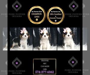 Cavalier King Charles Spaniel Puppy for Sale in WARSAW, Indiana USA