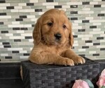 Small #1 Golden Retriever