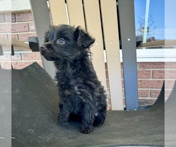 Medium Photo #3 YorkiePoo Puppy For Sale in BREMEN, IN, USA