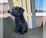 Small #2 YorkiePoo