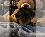 Small Photo #2 Yorkshire Terrier Puppy For Sale in BAKERSFIELD, CA, USA