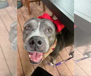 American Pit Bull Terrier-Unknown Mix Dogs for adoption in phoenix, AZ, USA