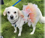 Small #4 Pug Mix