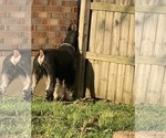 Small #37 Schnauzer (Giant)
