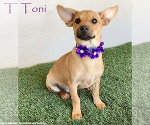 Chiweenie Dogs for adoption in San Diego, CA, USA