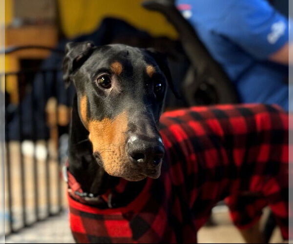 Medium Photo #10 Doberman Pinscher Puppy For Sale in Buffalo, MN, USA