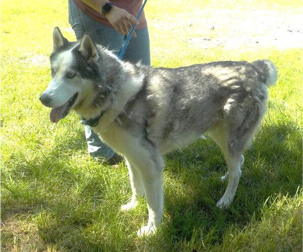 Medium Photo #4 Siberian Husky-Unknown Mix Puppy For Sale in Wetumpka, AL, USA